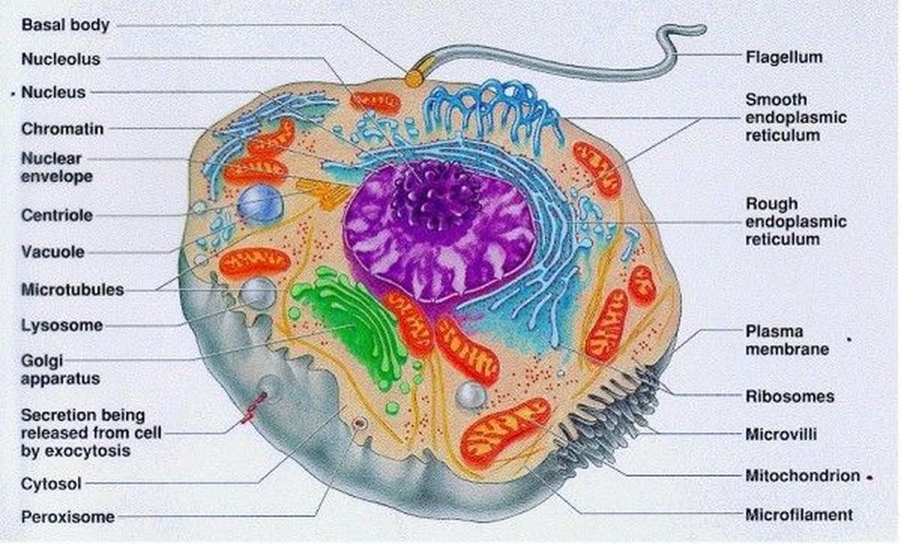eukaryotic cell diagram
