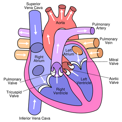 human heart biology