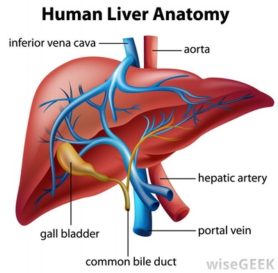 15.4 Liver, Excretion & Homeostasis - a level biology student