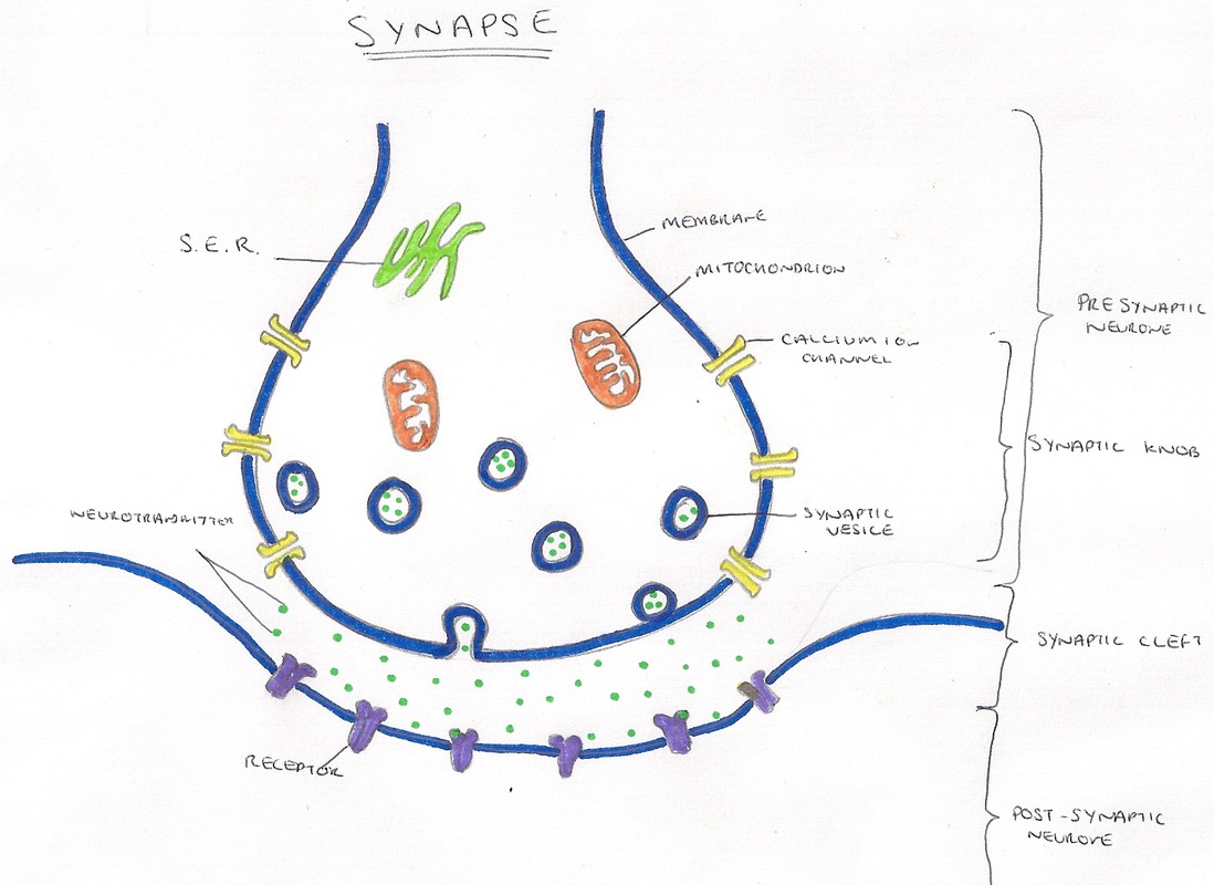 action potential diagram synapse