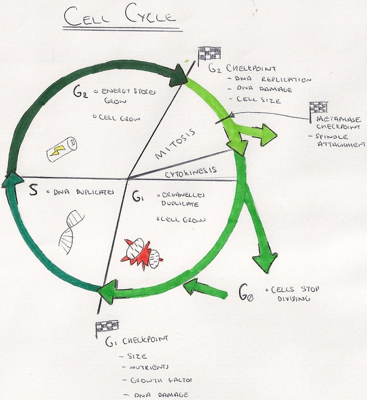 Label The Cell Cycle Diagram