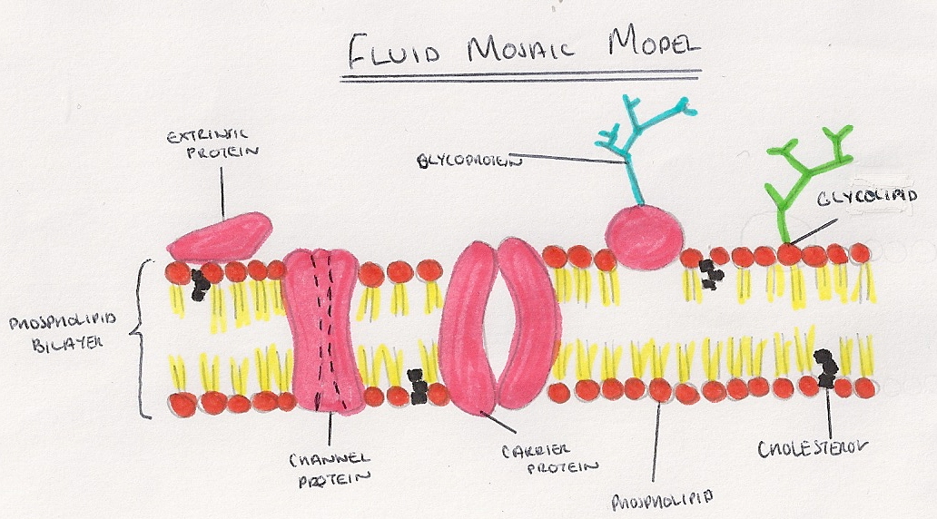 fluid mosaic model of membrane structure