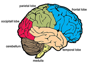 13.7 The Brain - a level biology student